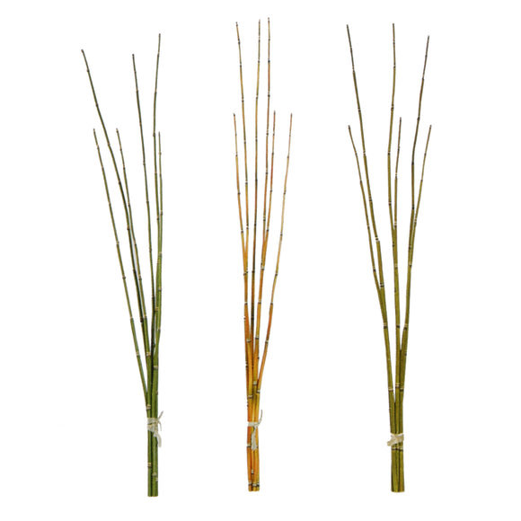 Other Bamboos