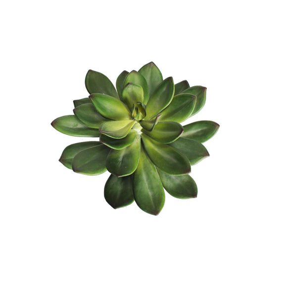 Succulents/Cactus