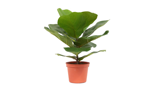 Trees-Fiddle Leaf/Rubber Tree