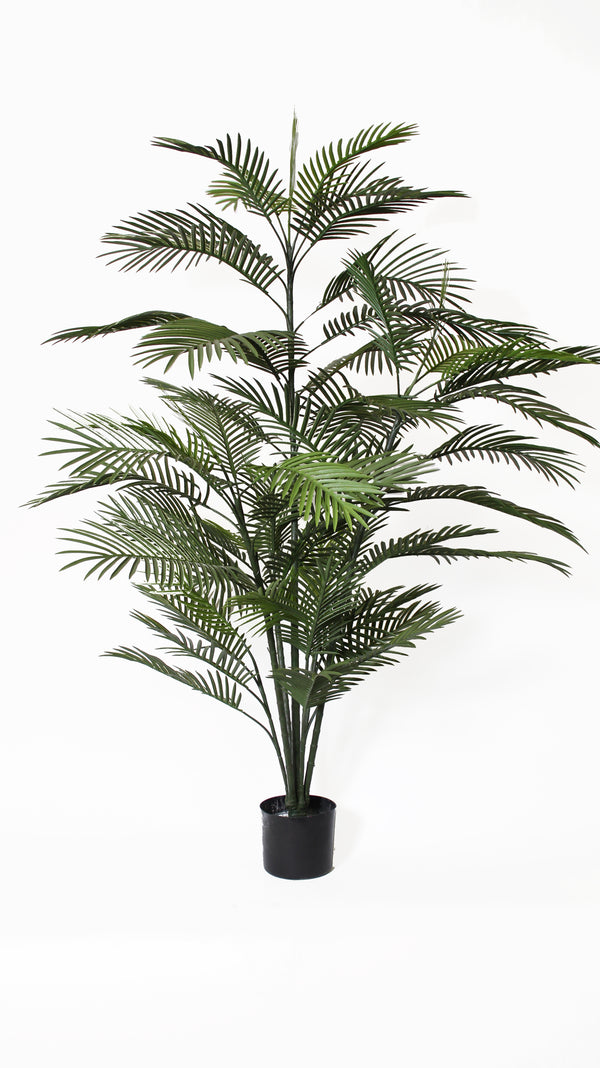 Outdoor Palm Tree Amazing Green, Inc. Amazing Green Inc.