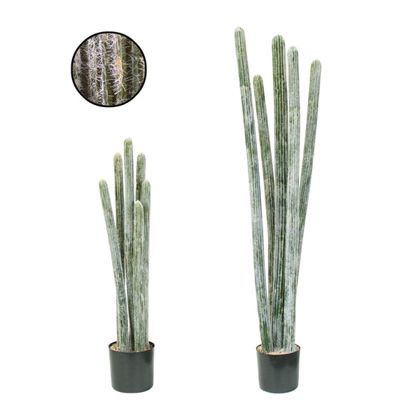 Succulents/Cactus-Cactus