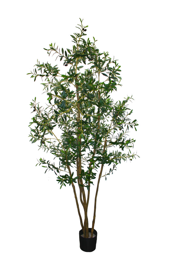 Olive Trees 2020