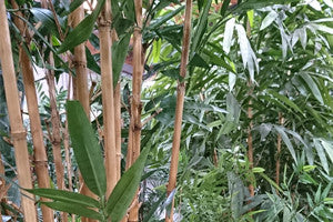 Bamboo