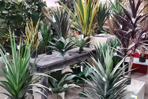 Dracaena