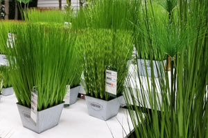 Grass