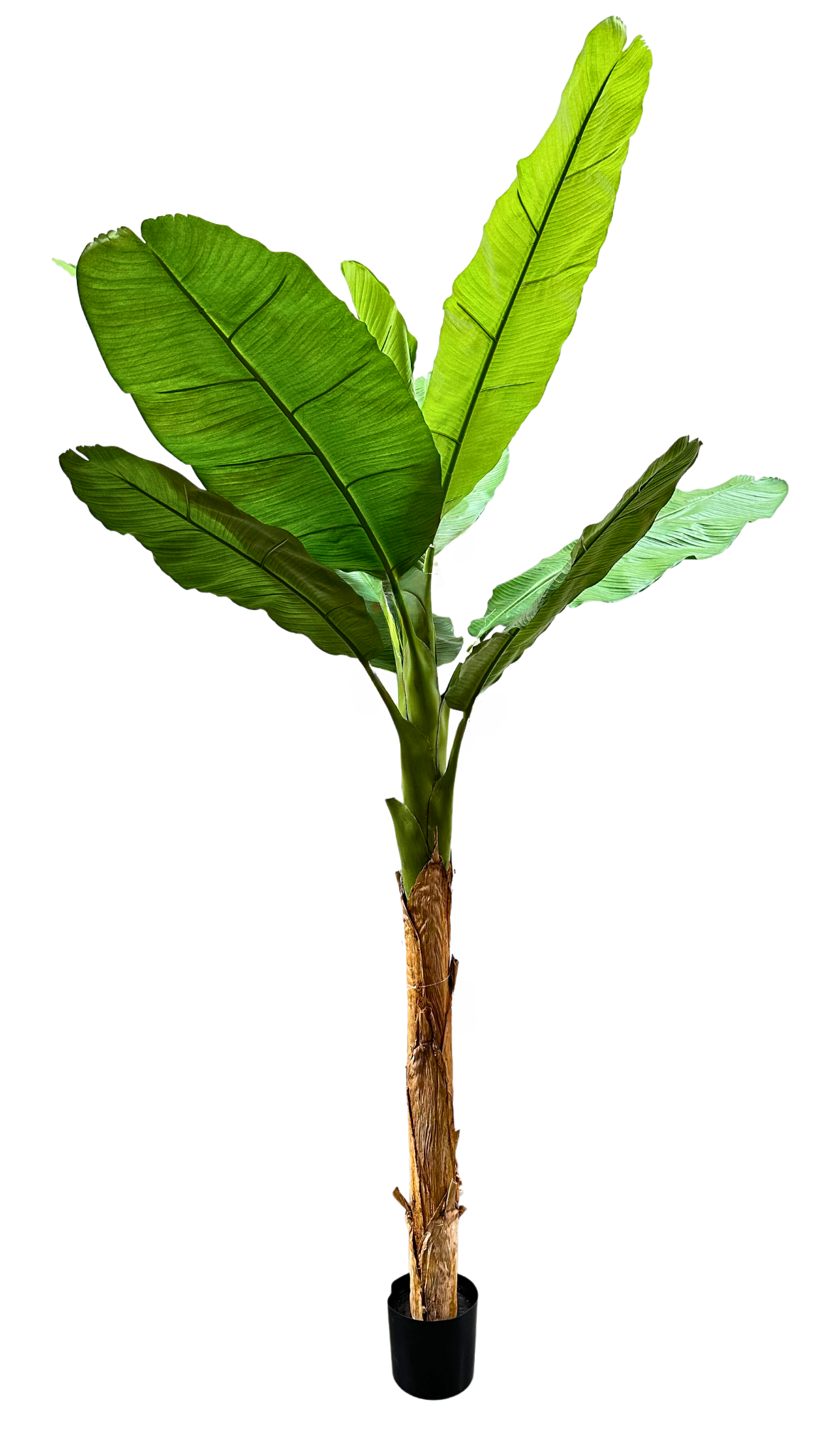 P1802-6 - ROYAL BANANA TREE W/10 LVS, OVERALL HEIGHT