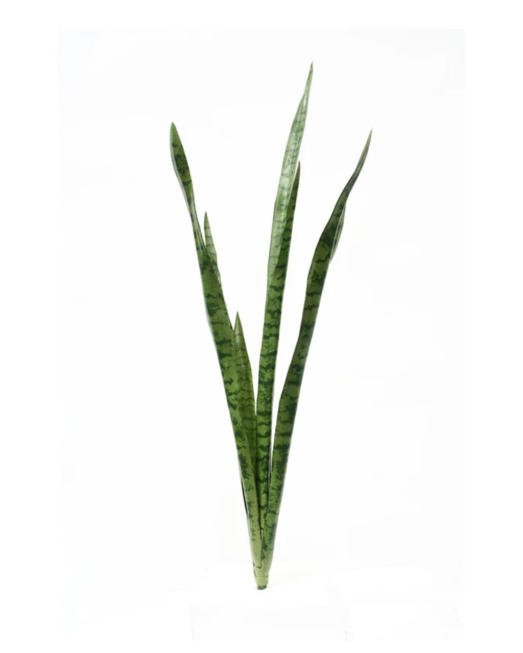 P1645N-SANSERVERIA BUSH