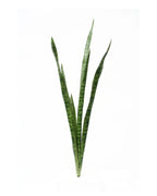 P1645N-SANSERVERIA BUSH