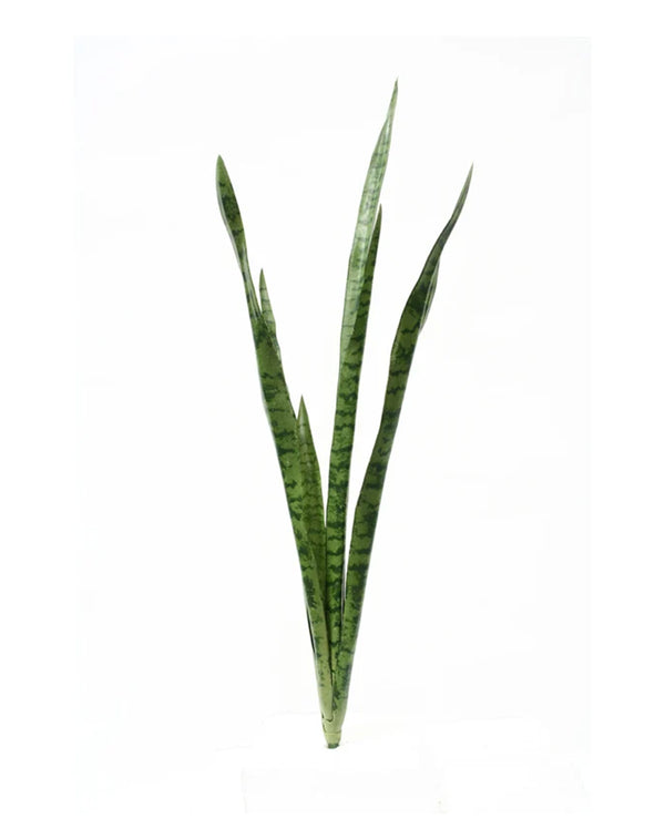 P1645N-SANSERVERIA BUSH