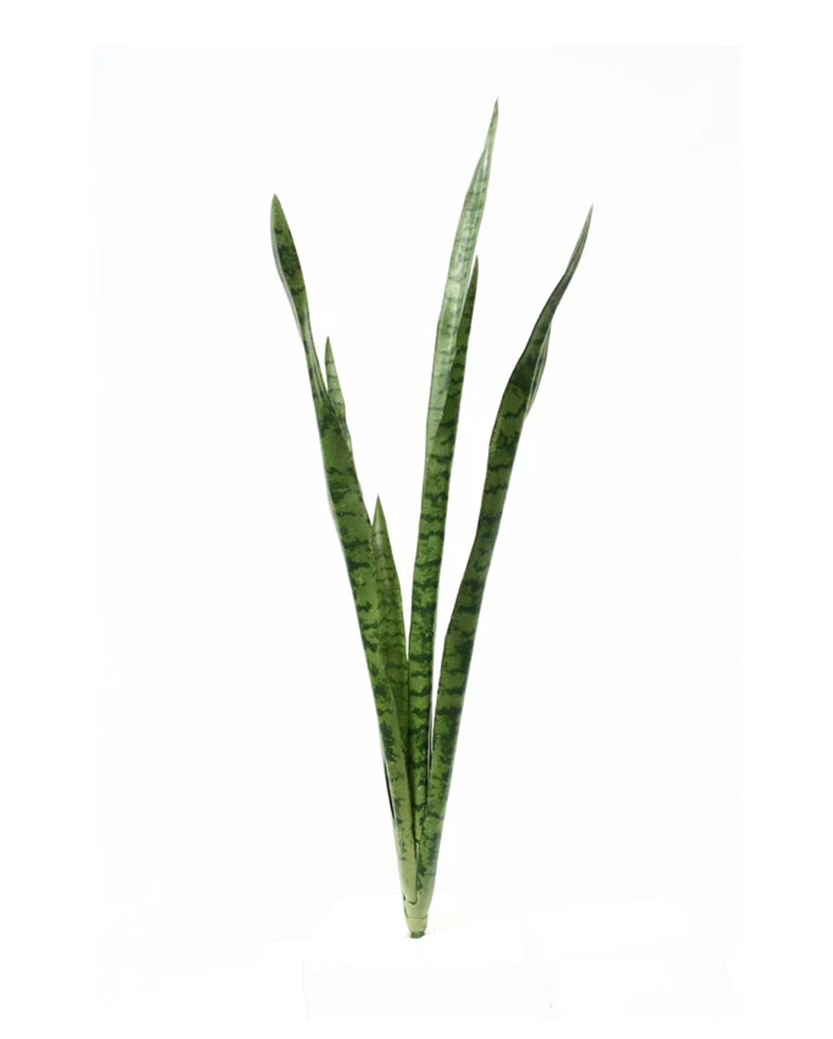 P1645N-SANSERVERIA BUSH