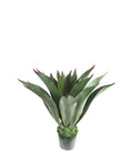 P3502N-AGAVE PLANT