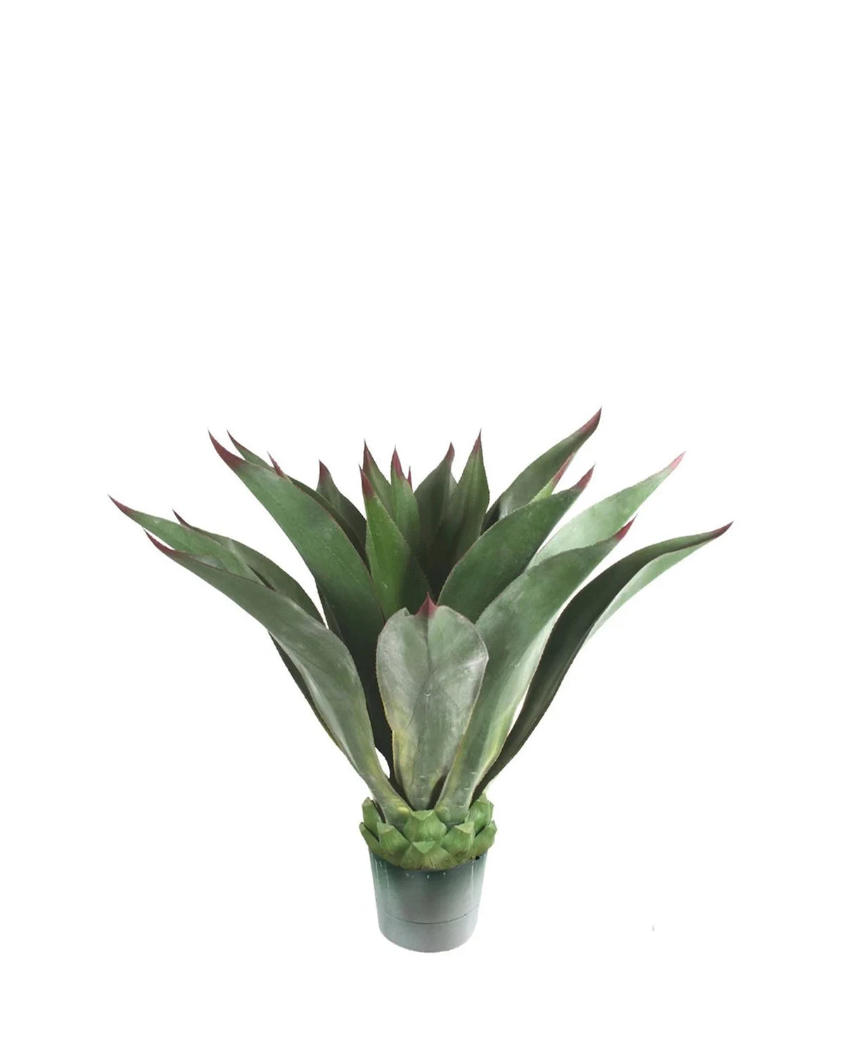 P3502N-AGAVE PLANT