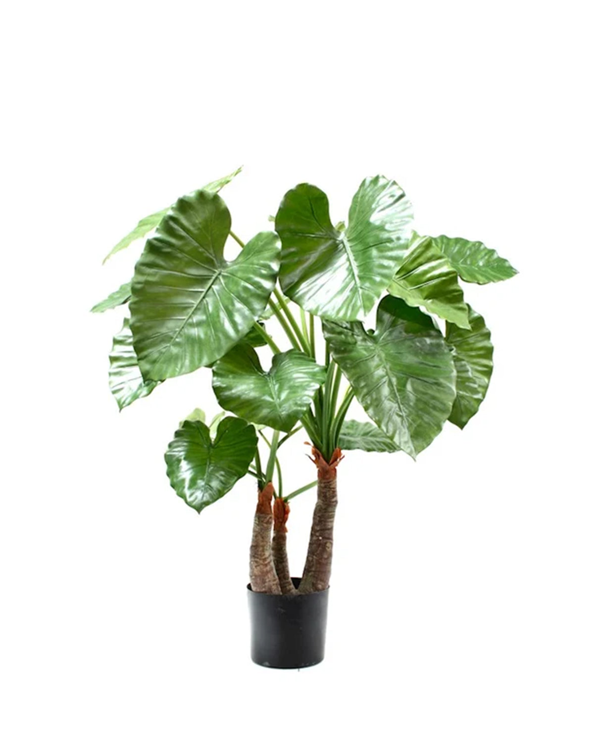 P1733-ELEPHANT'S EAR PLANT