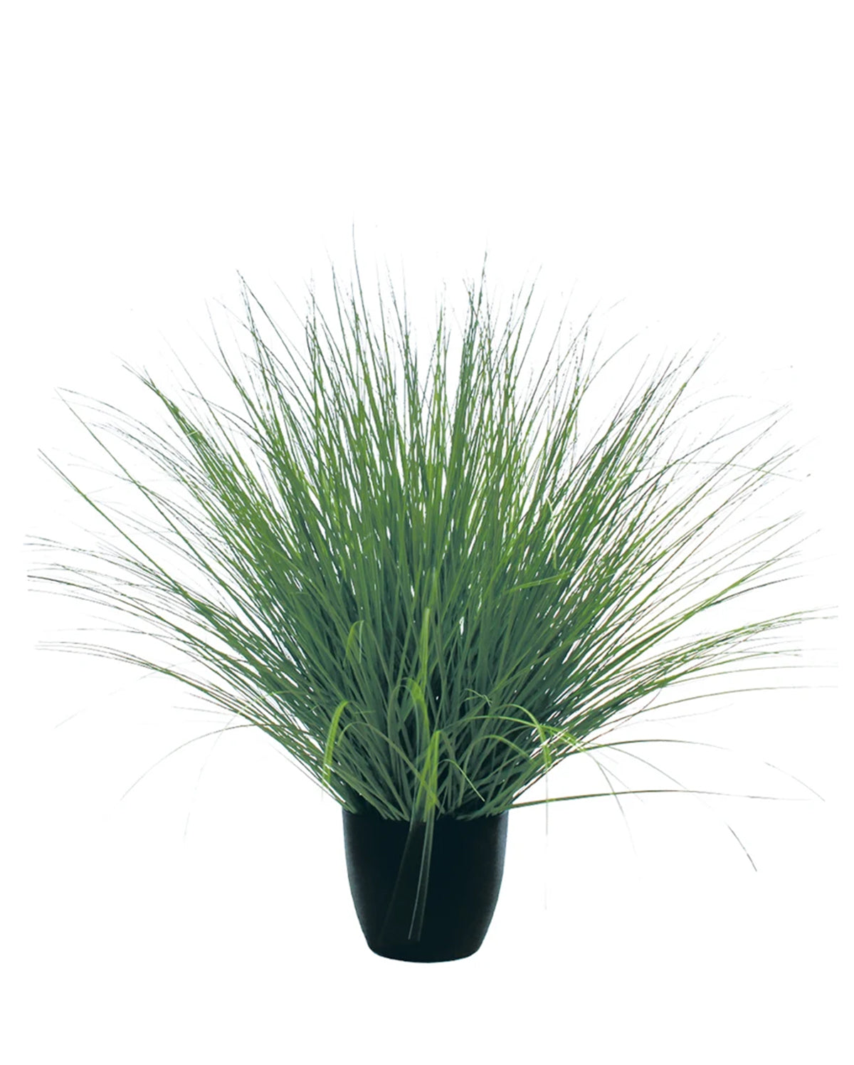 P1540R-RIVER GRASS