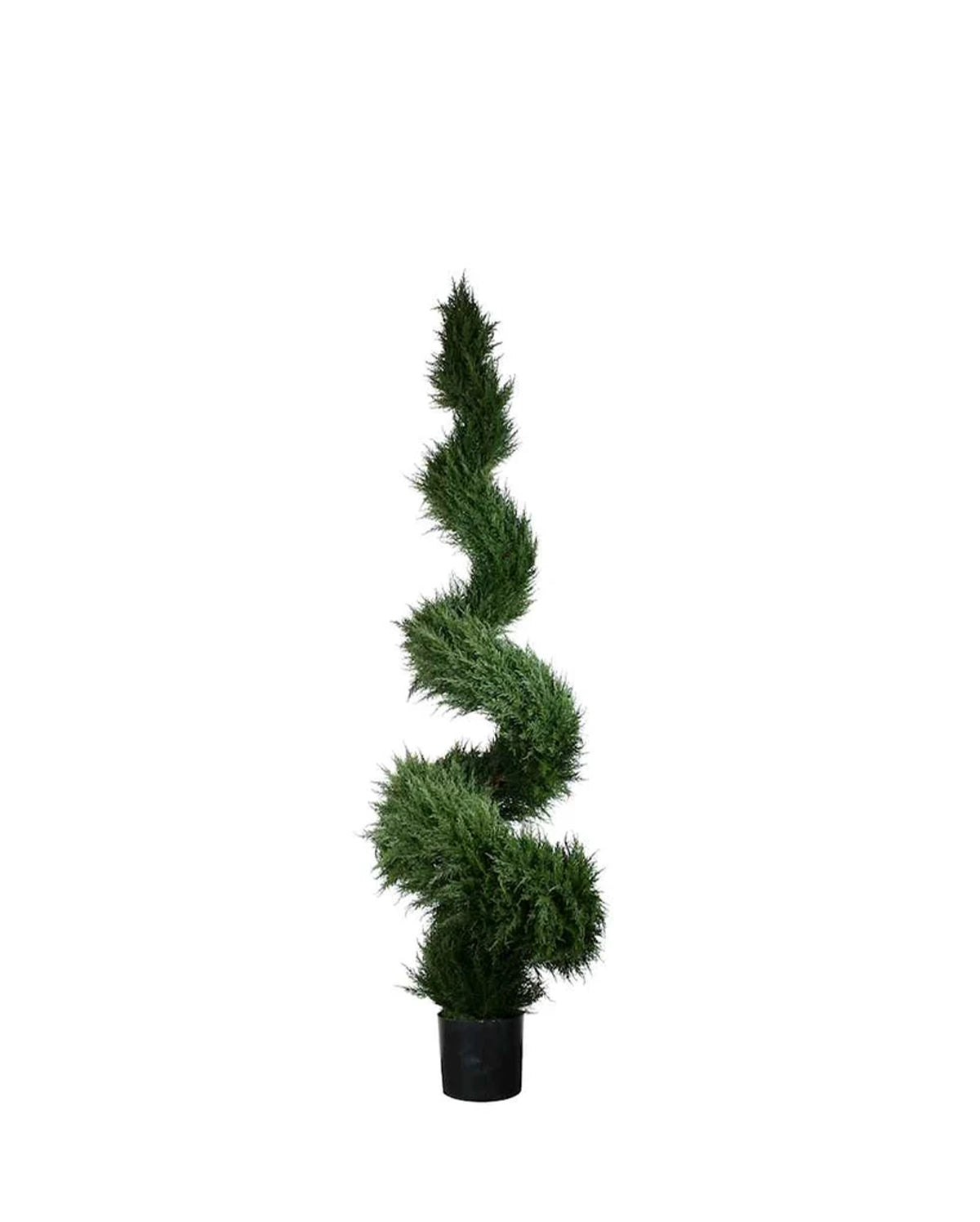 PP4037S-MINI CYPRESS SPIRAL TREE
