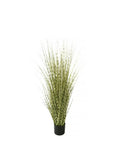 P1519- ZEBRA ONION GRASS