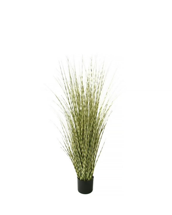 P1519- ZEBRA ONION GRASS
