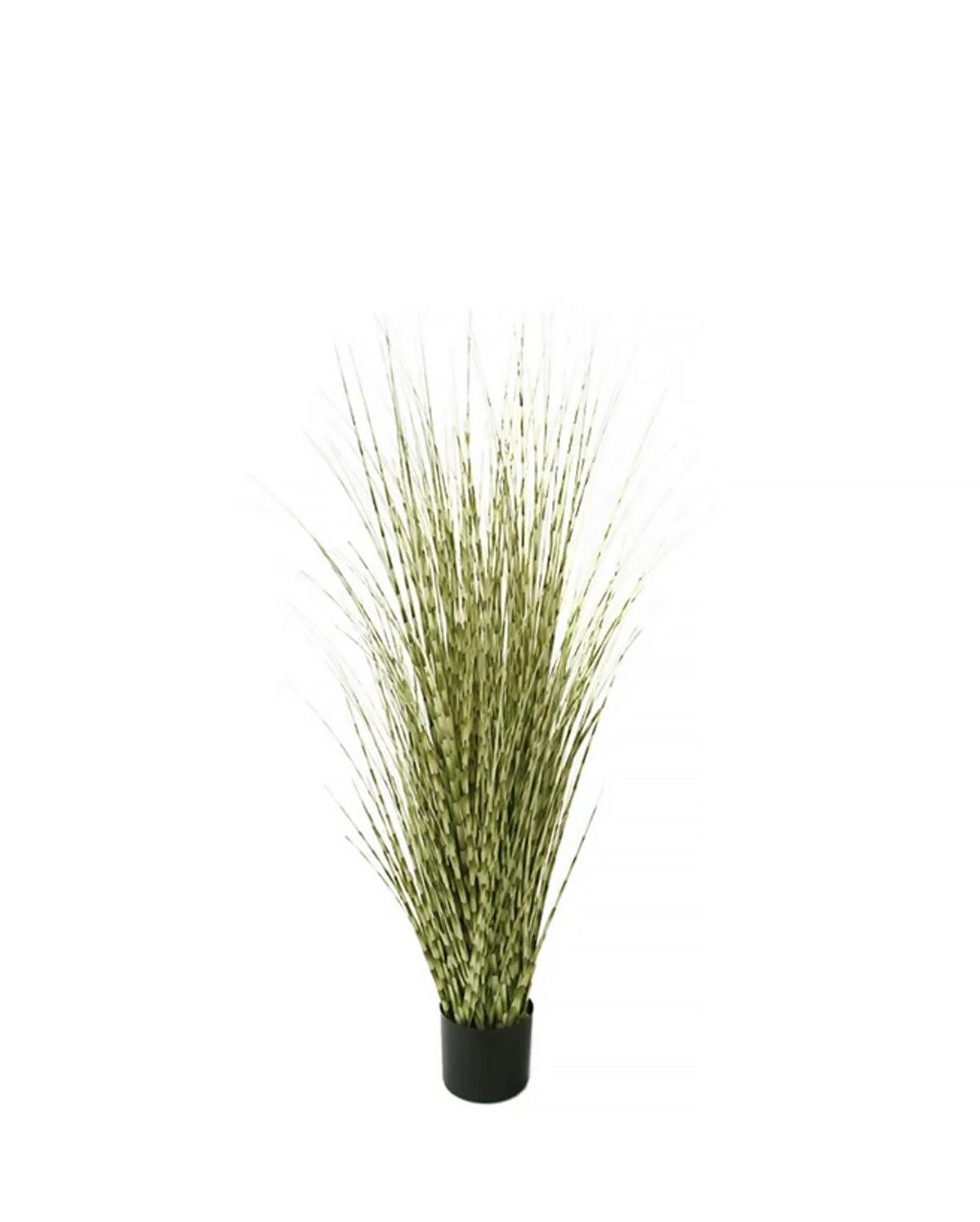 P1519- ZEBRA ONION GRASS