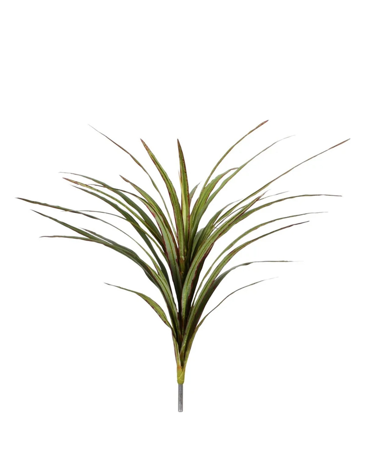 P2830 -  YUCCA HEAD BUSH W/30LVS