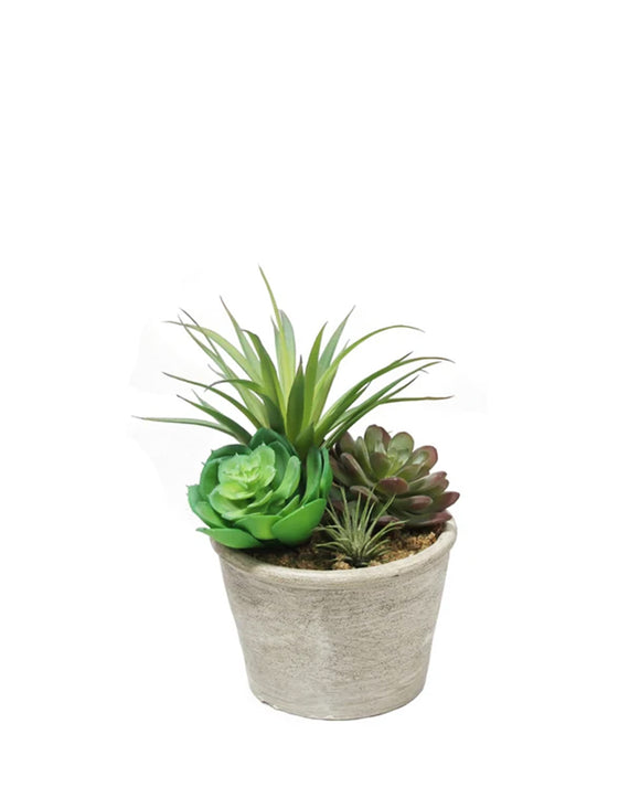 PTP7205-MIXED SUCCULENTS