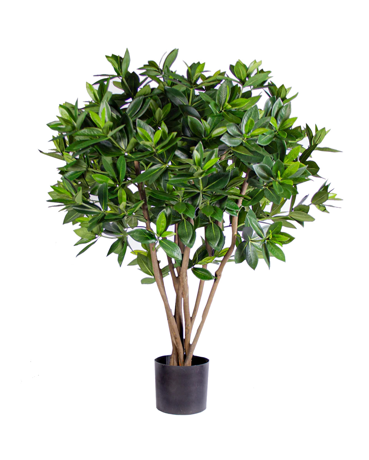 P1719-SWEET LINK TREE