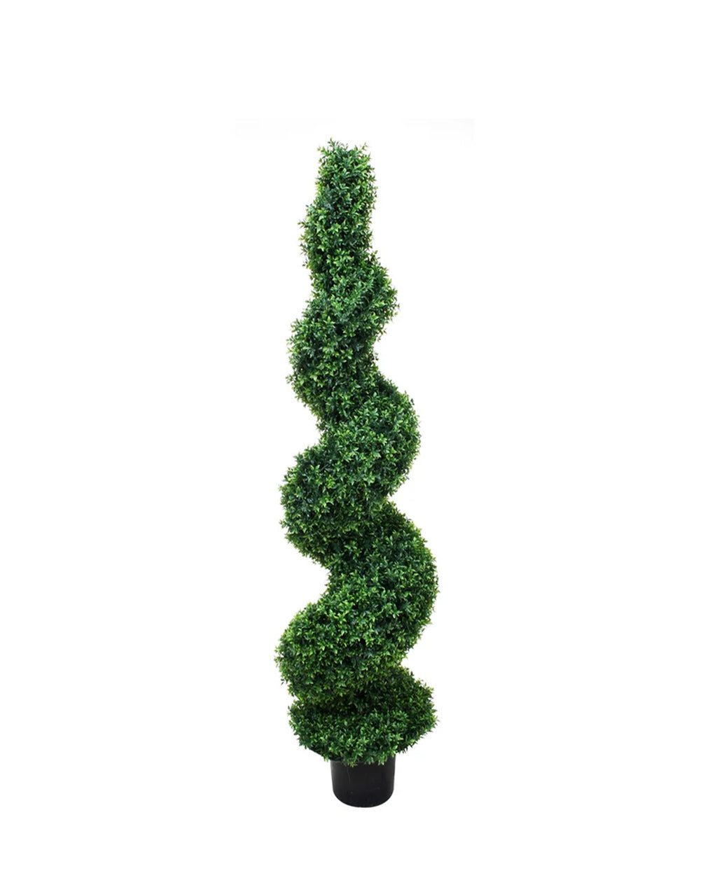 P3024S-SPIRAL BASIL TREE