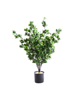 P3029-RACEMOSA DOGWOOD