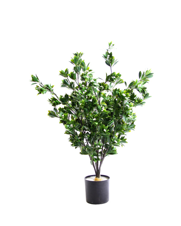 P3029-RACEMOSA DOGWOOD