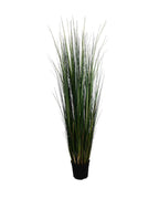 P1827-MOUNTAIN GRASS