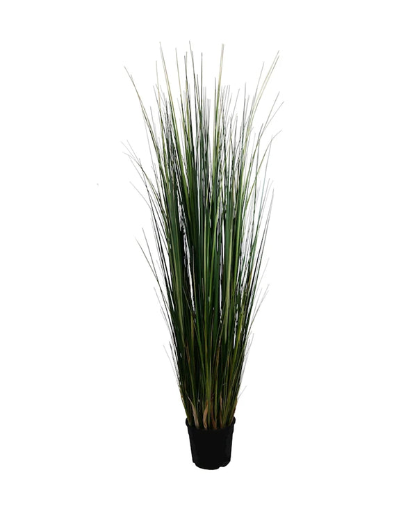 P1827-MOUNTAIN GRASS