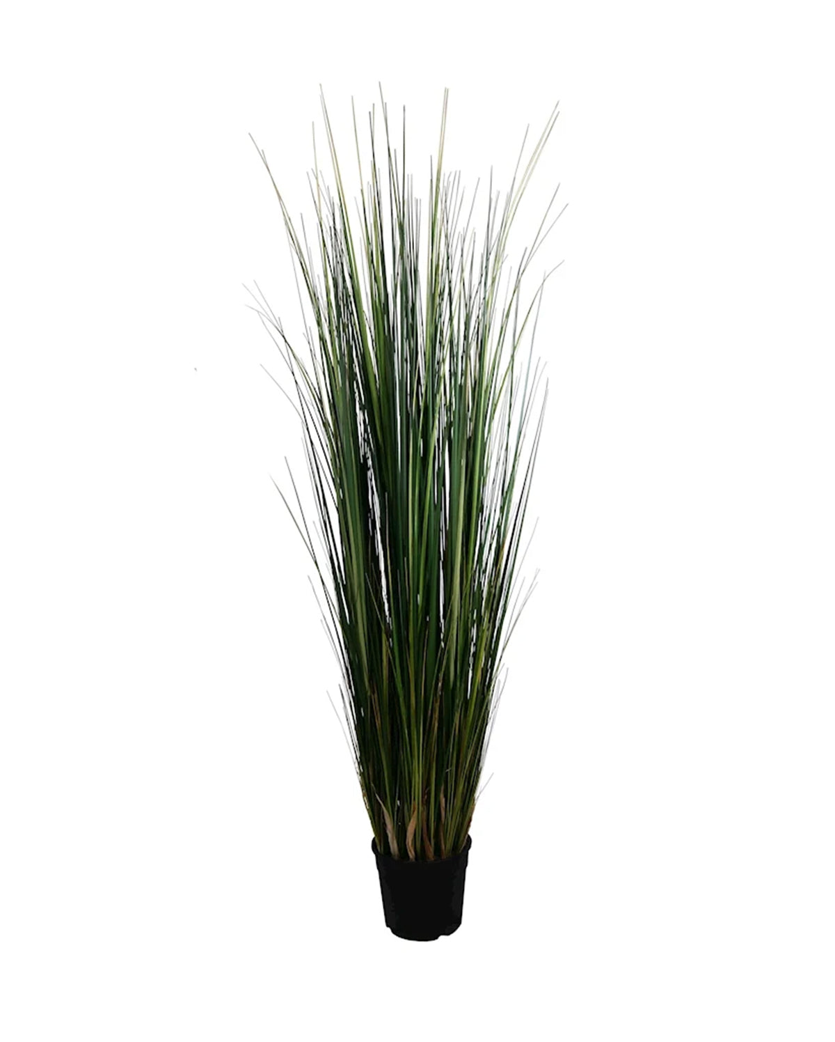 P1827-MOUNTAIN GRASS