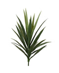 P1636-BABY BLUE AGAVE HEAD