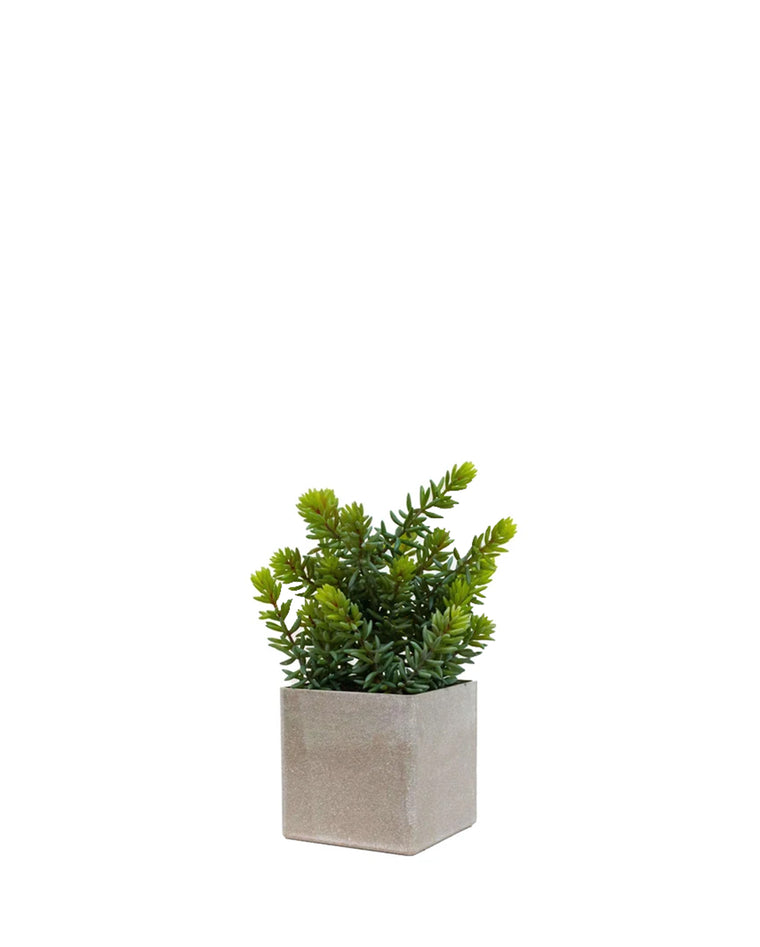 PTP7233-MIXED SUCCULENT