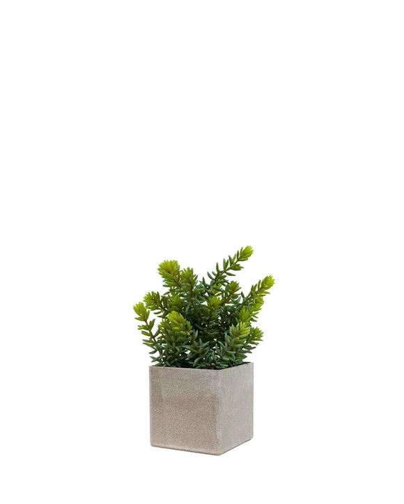PTP7233-MIXED SUCCULENT