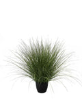 P1539R-SPOTTED RIVER GRASS