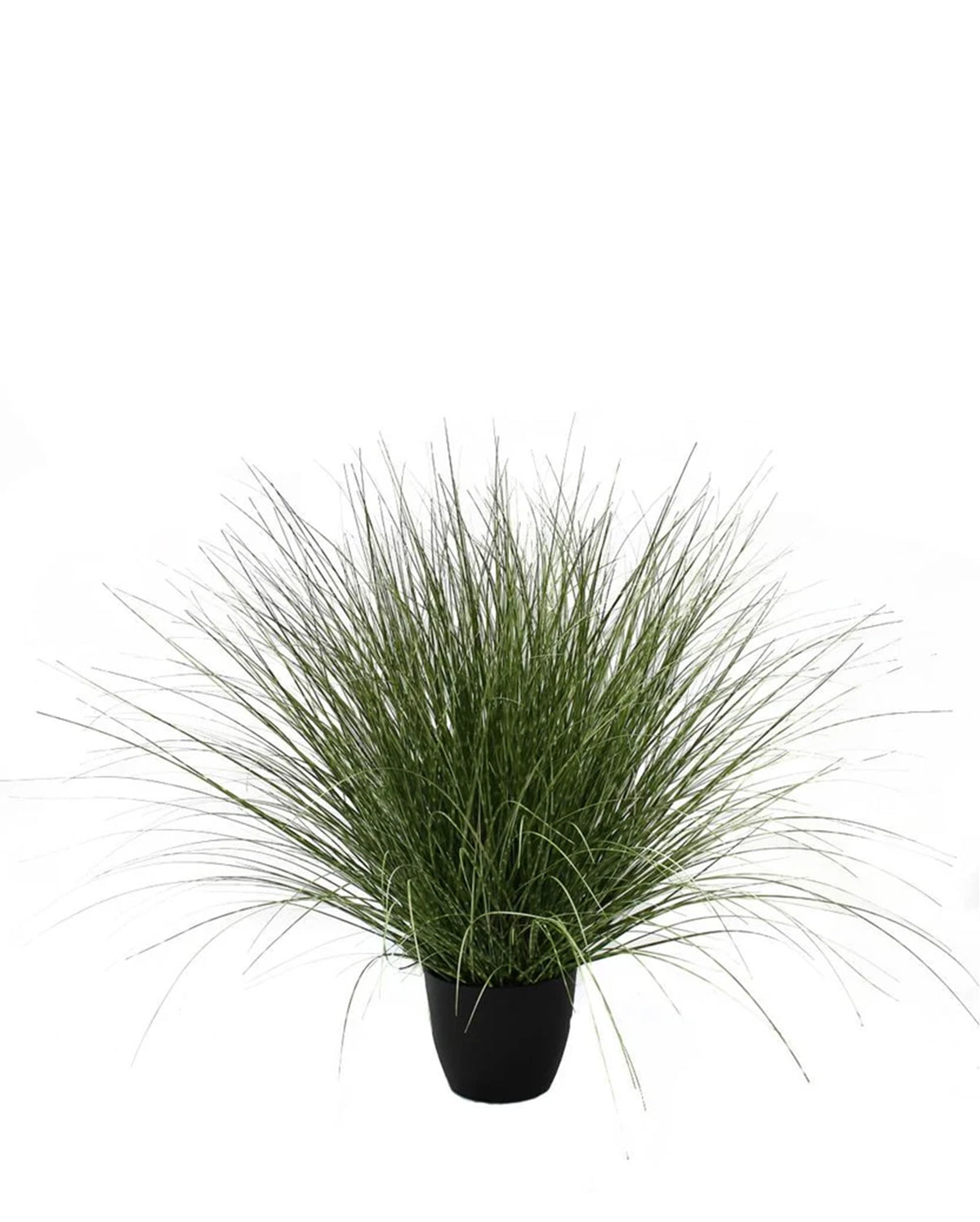P1539R-SPOTTED RIVER GRASS