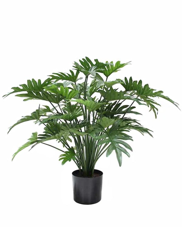 P1782-SPLIT PHILO BUSH