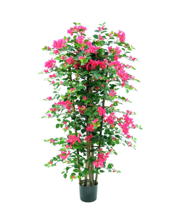P1780-BOUGAINVILLEA ON TRELLIS