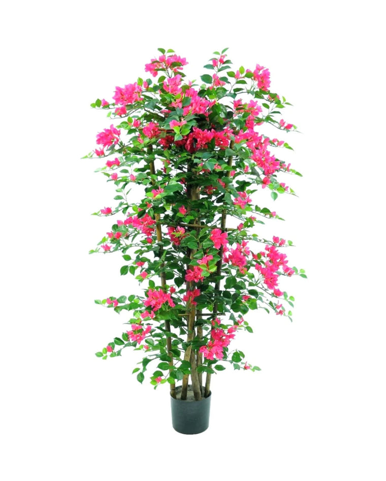P1780-BOUGAINVILLEA ON TRELLIS