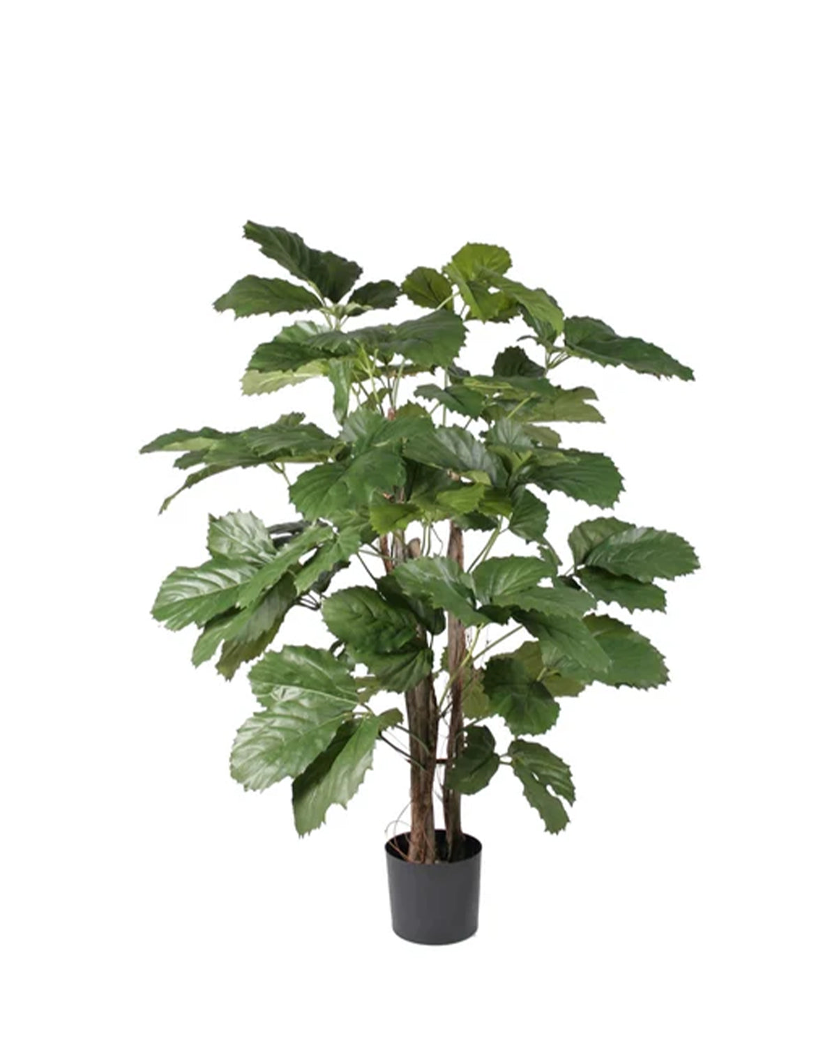 P1766-BRAZILIAN CHESTNUT TREE
