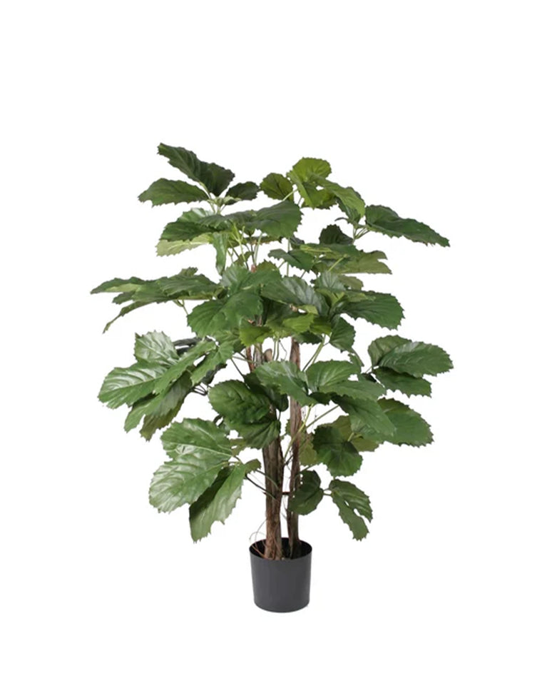 P1766-BRAZILIAN CHESTNUT TREE