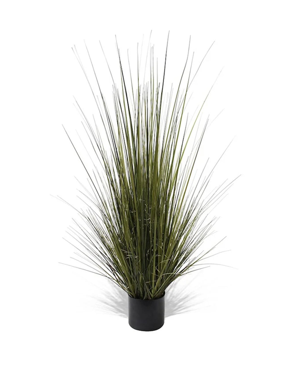 P1517-GRASS