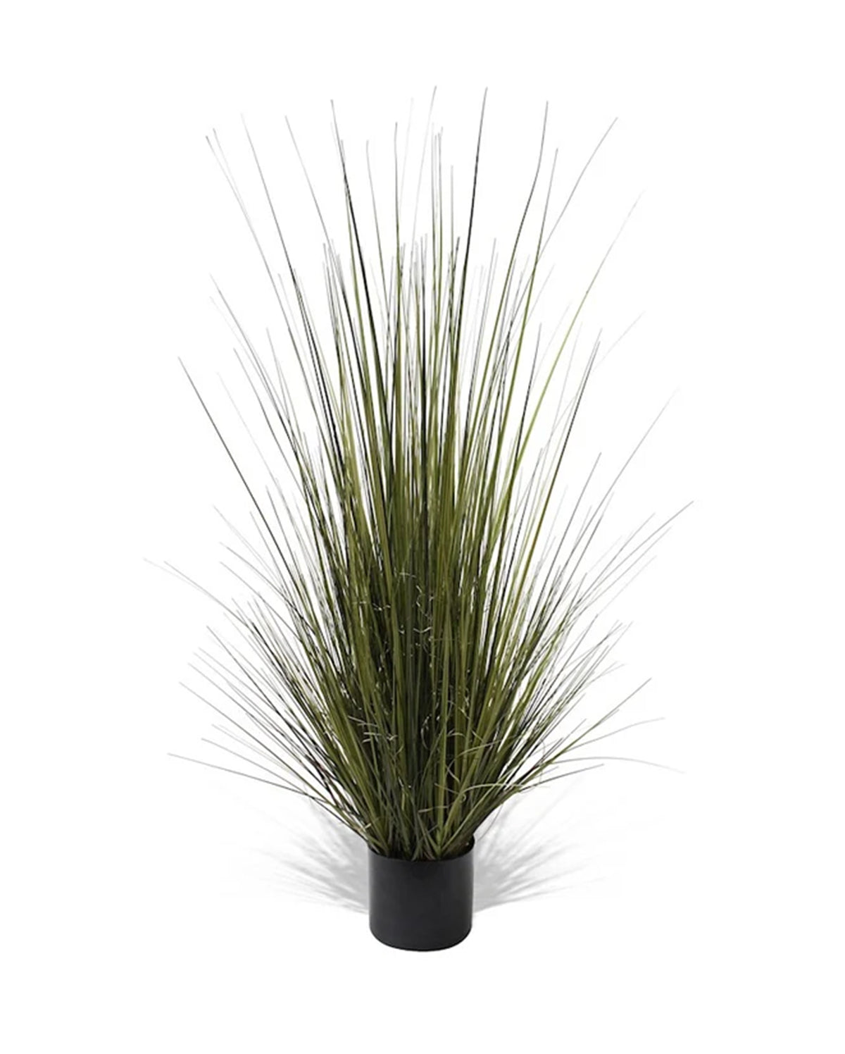 P1517-GRASS