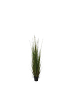 P1836-ONION GRASS