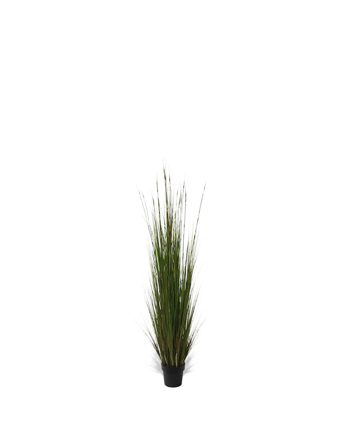 P1836-ONION GRASS