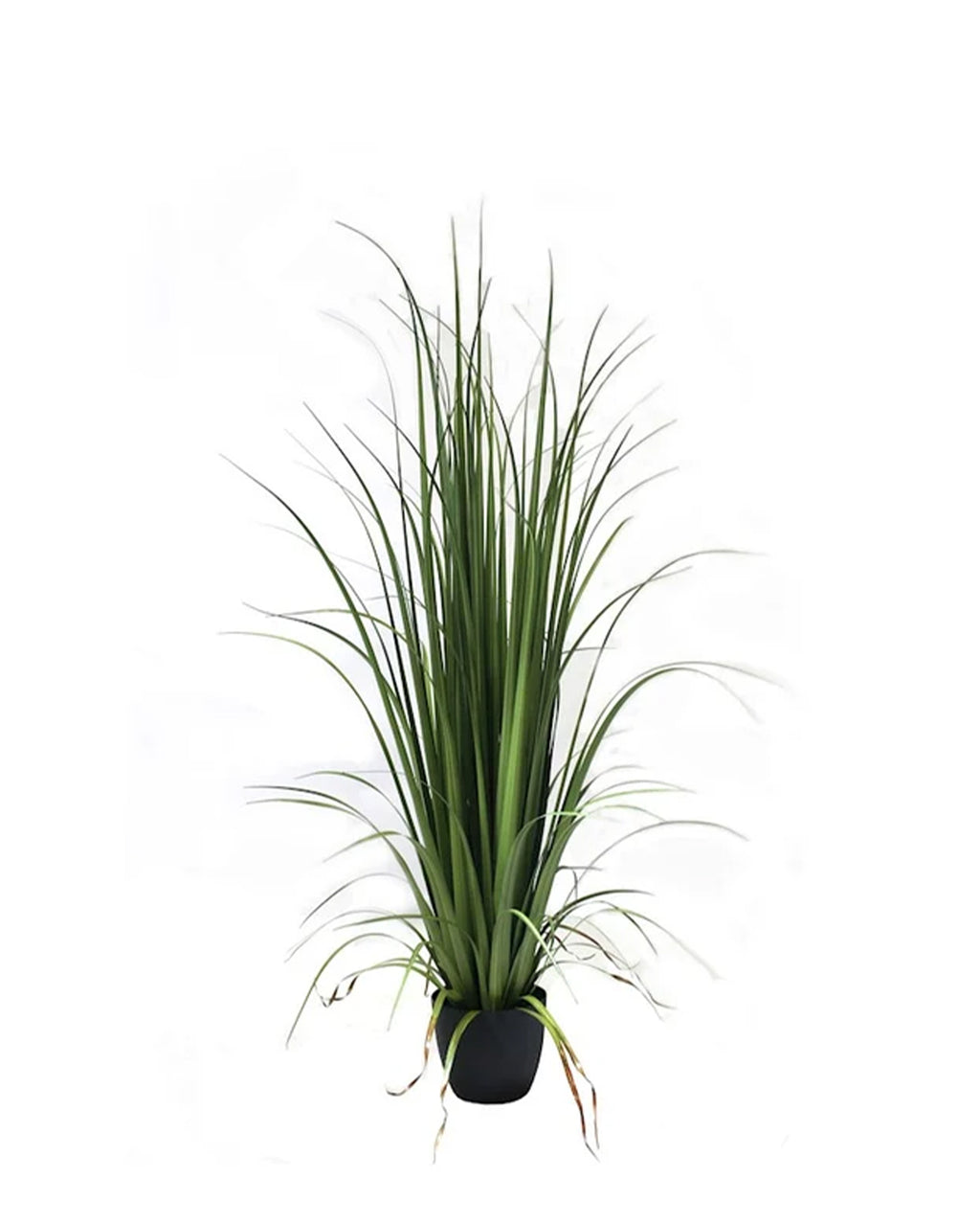 P1524-GLADIOLUS GRASS