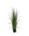 P1524-GLADIOLUS GRASS