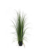 P1524-GLADIOLUS GRASS