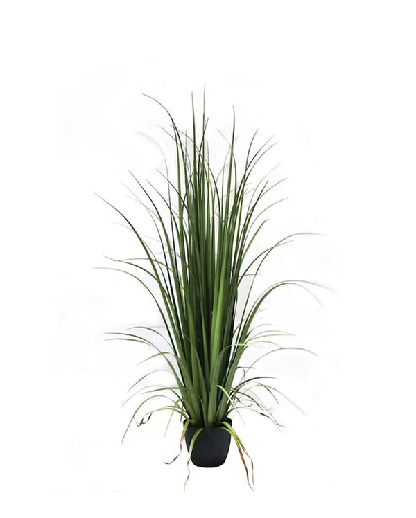 P1524-GLADIOLUS GRASS