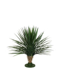 P1729-PINEAPPLE YUCCA